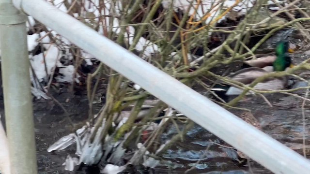 Зэрлэг x Ногоохон нугас (эрлийз) - ML630325089