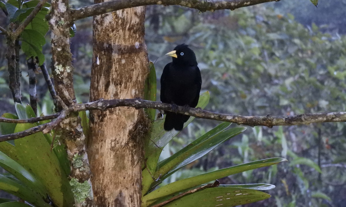 Scarlet-rumped Cacique - ML630325097