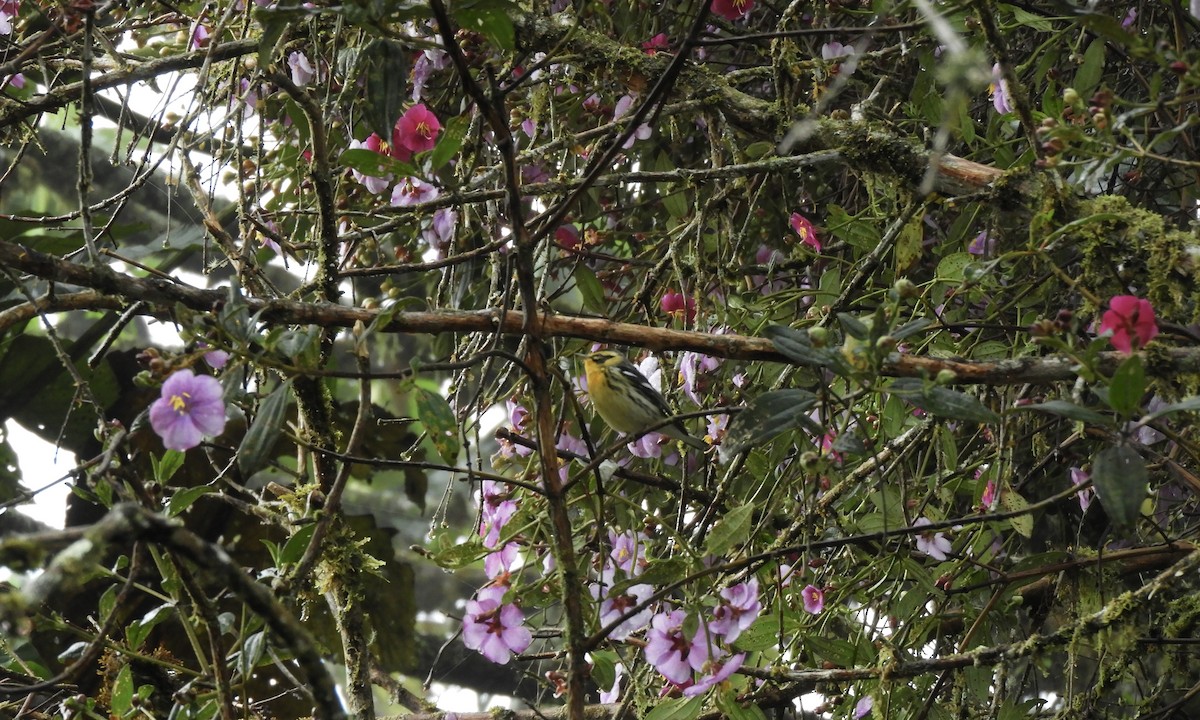 lesňáček jedlovcový - ML630325109