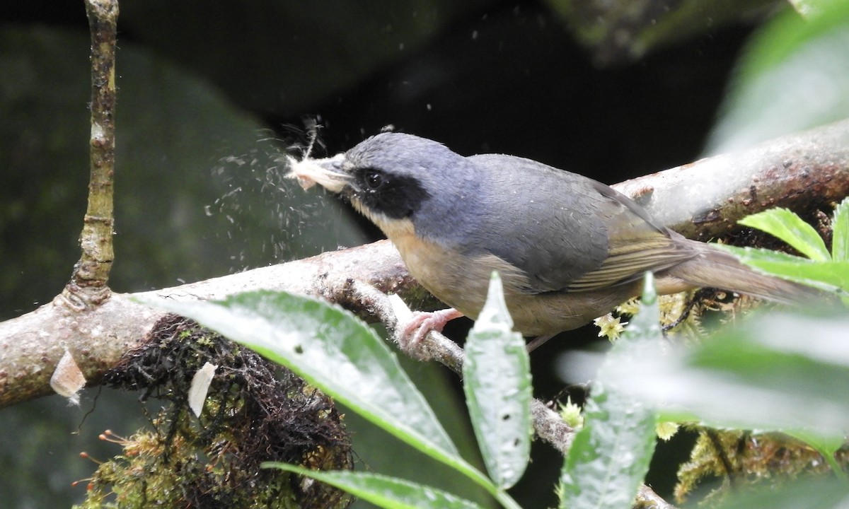 Black-eared Hemispingus - ML630325120