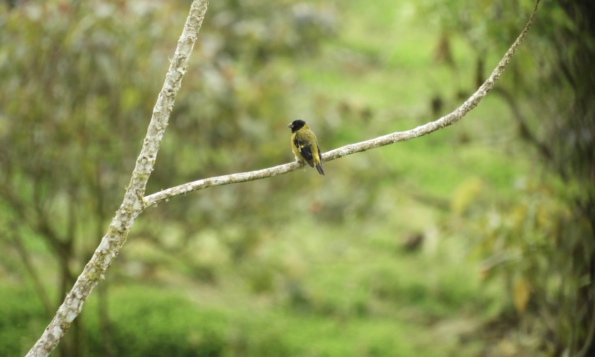 čížek horský - ML630325180