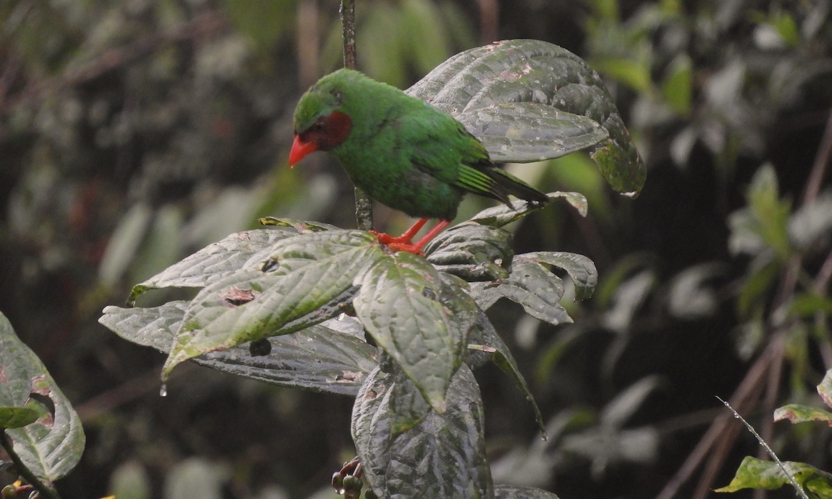 Grass-green Tanager - ML630325271