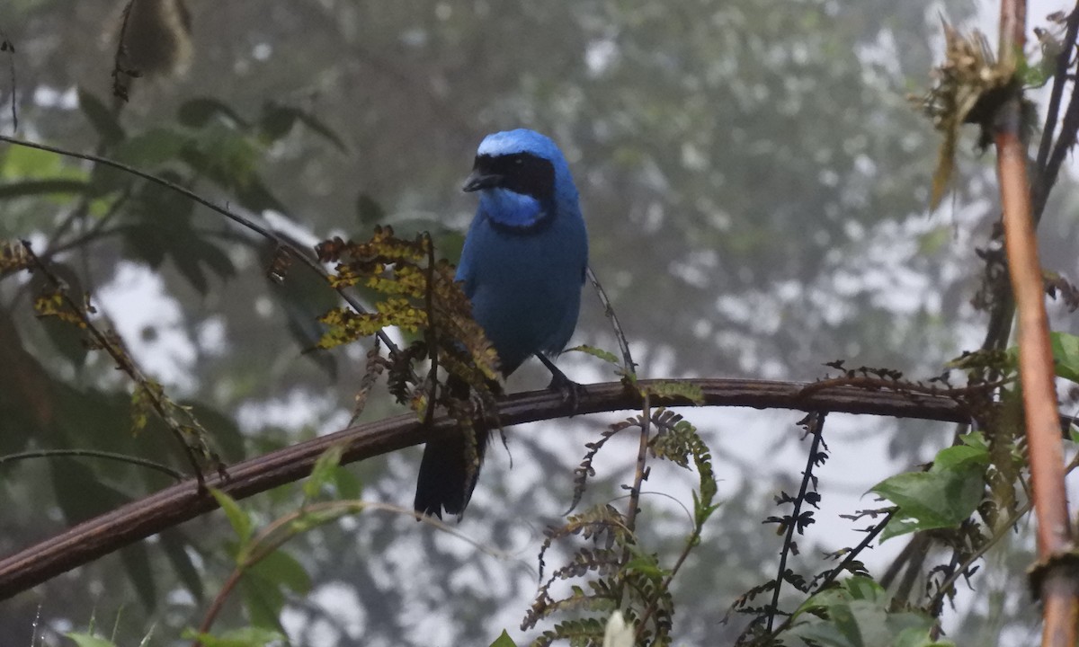 sojka tyrkysová - ML630325289