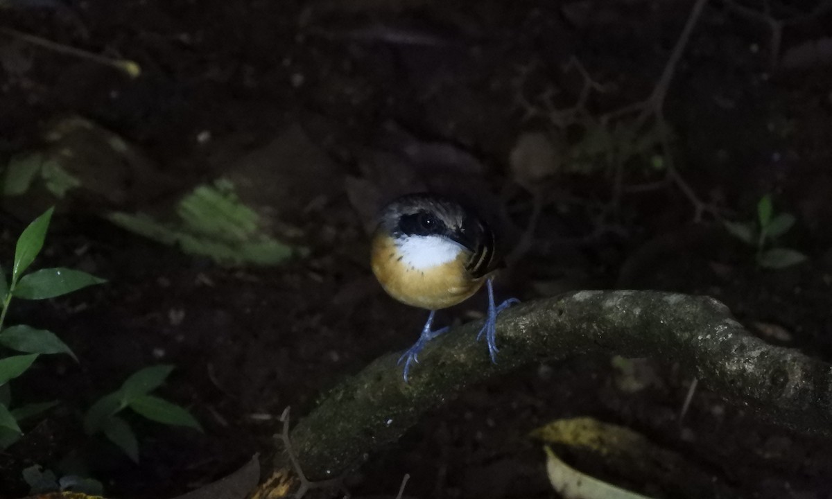 Black-faced Antbird - ML630325394