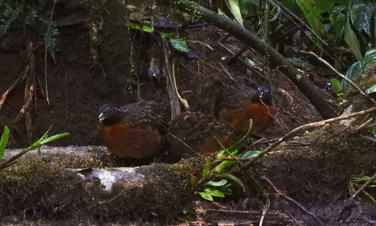 Rufous-breasted Wood-Quail - ML630325451