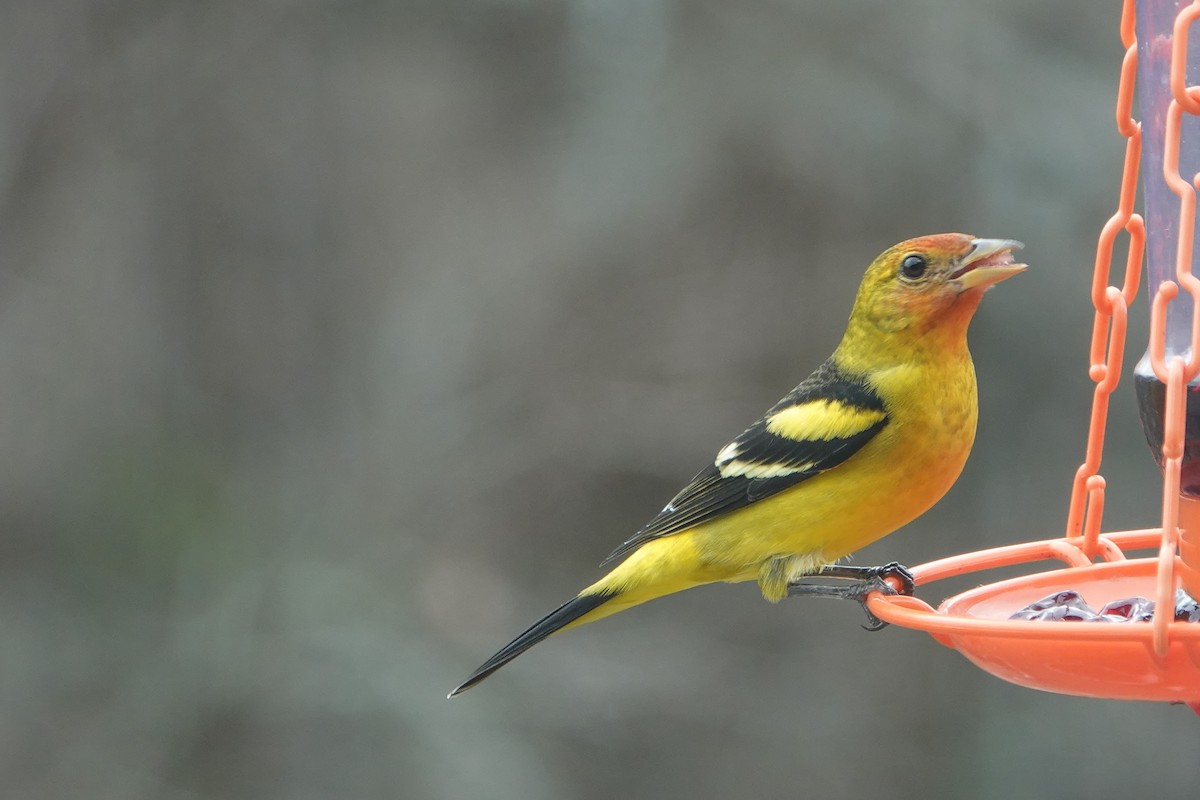 Western Tanager - ML630325469