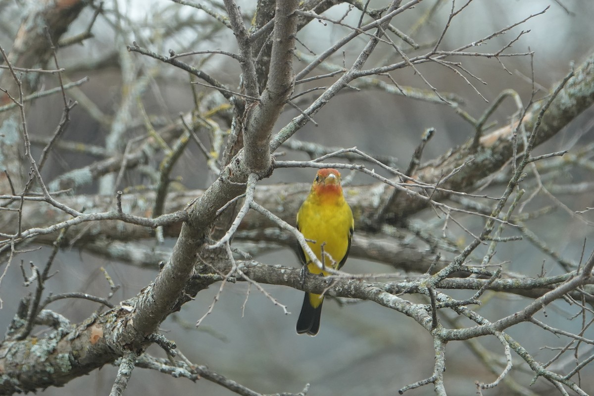 Western Tanager - ML630325470