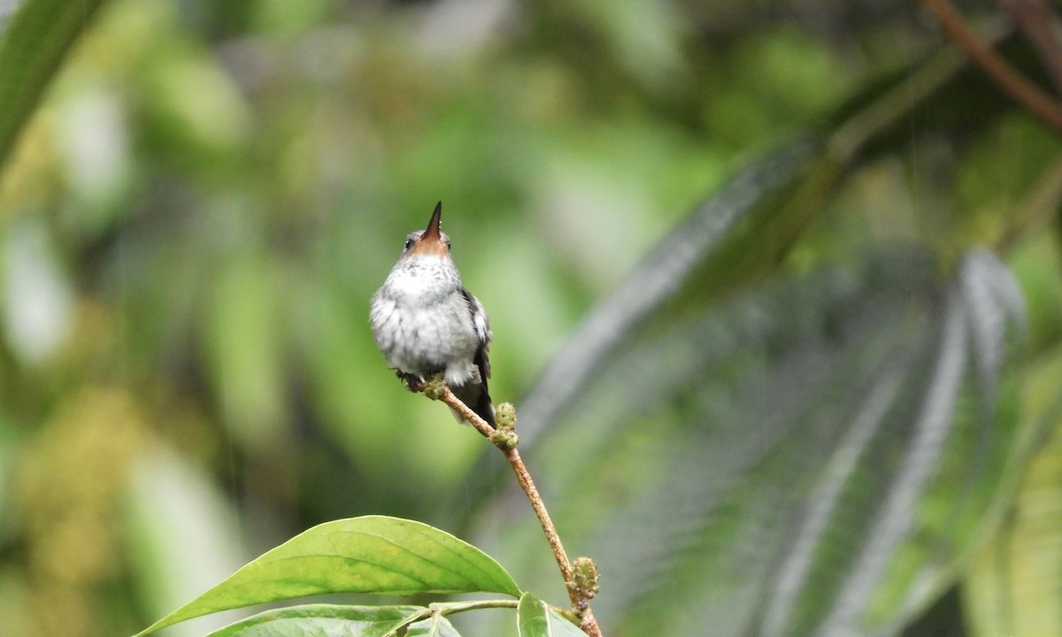 kolibřík savanový - ML630325472