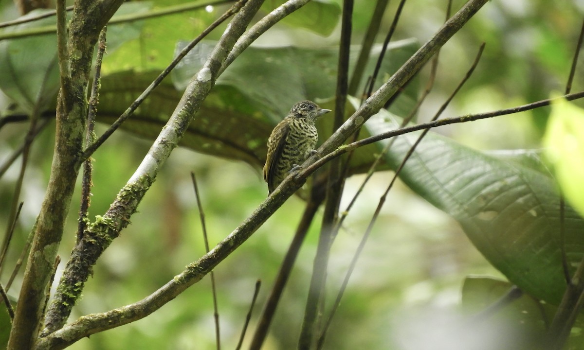 datlíček pruhovaný - ML630325491