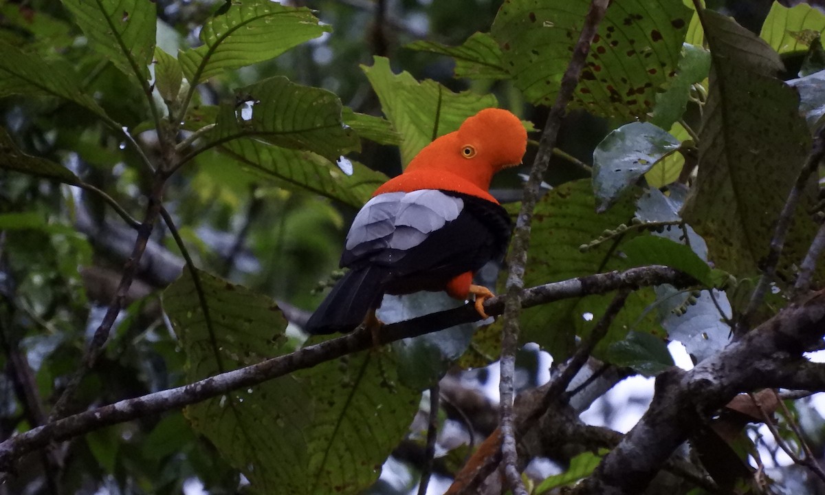 skalňák andský - ML630325505