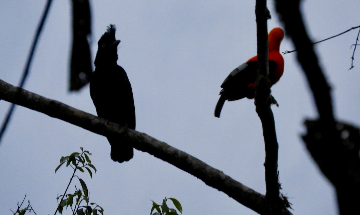 vranucha ozdobná - ML630325524