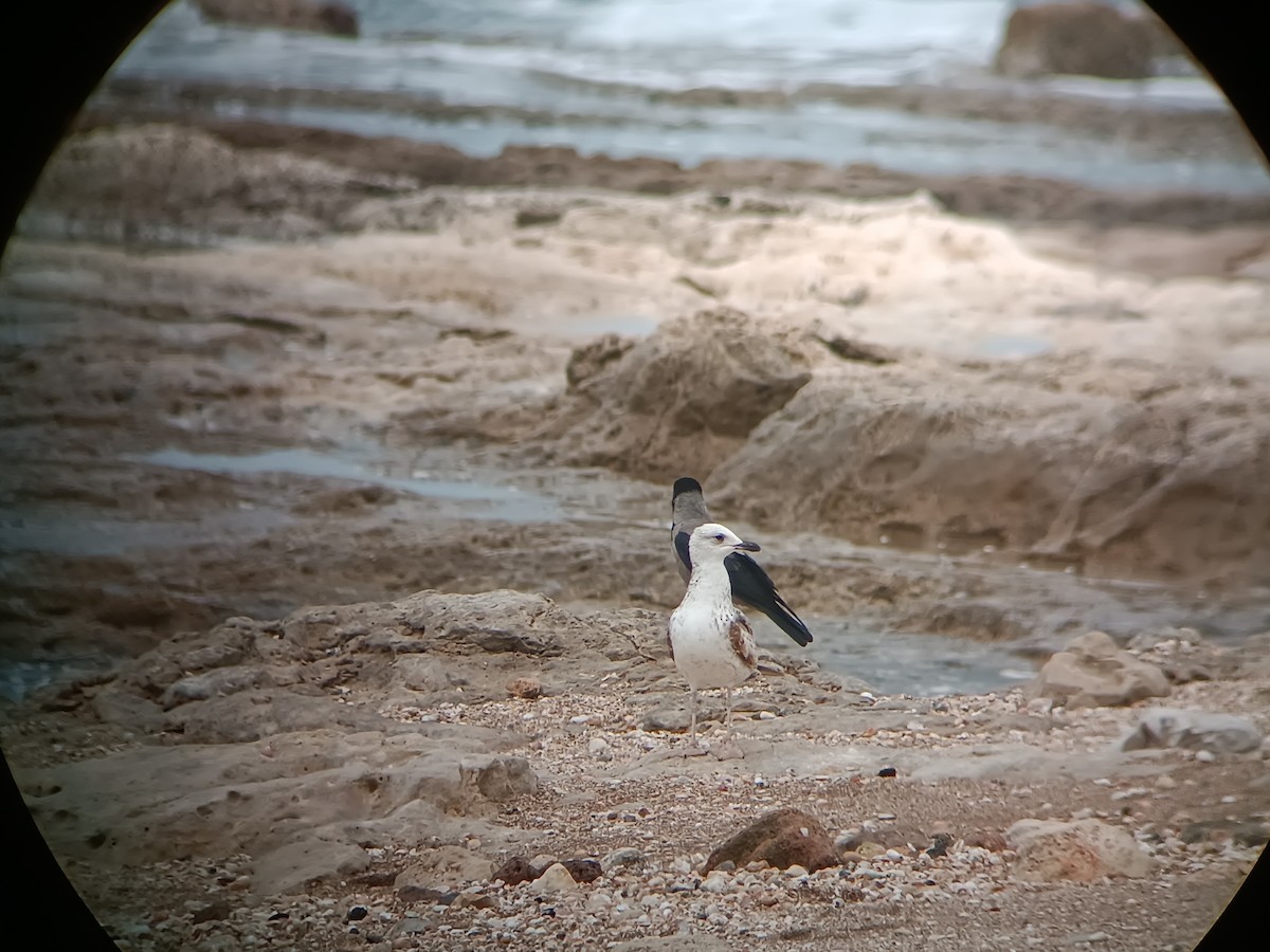 Armenian Gull - ML630325590