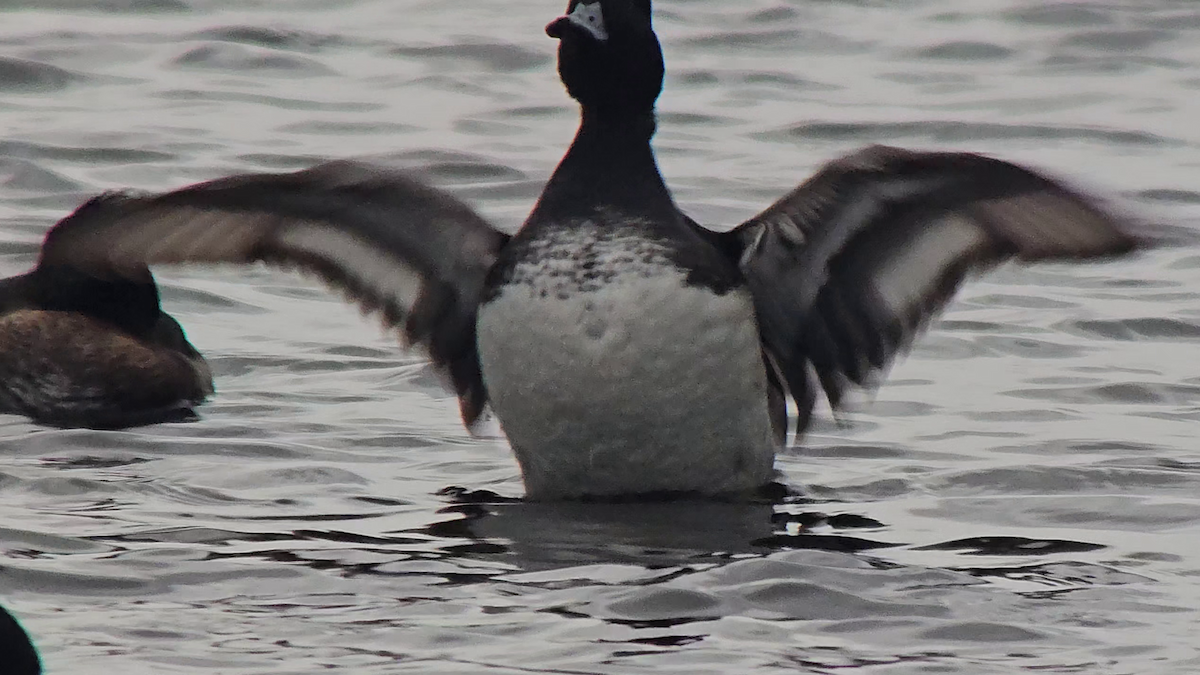 Lesser Scaup - ML630325610
