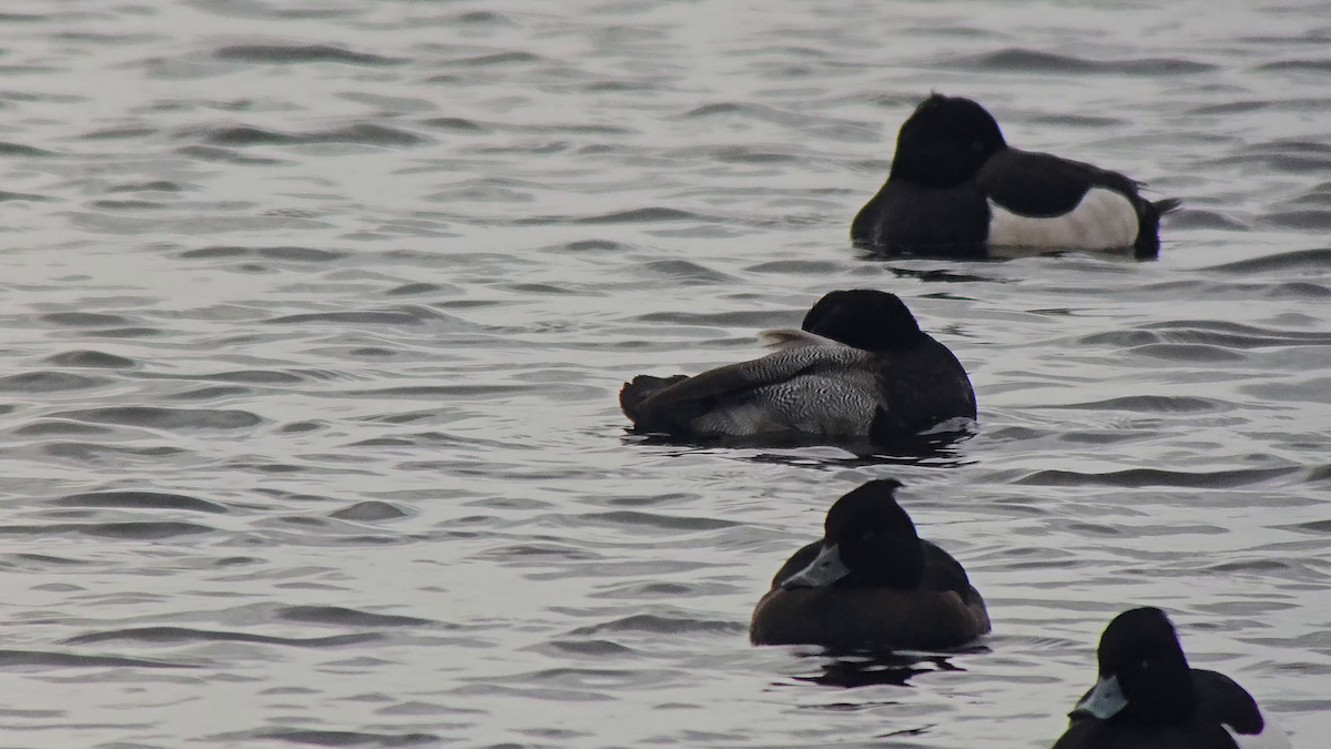Lesser Scaup - ML630325611