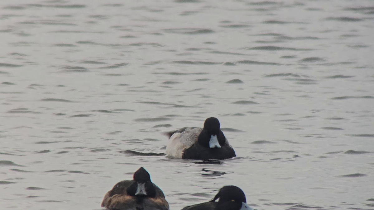 Lesser Scaup - ML630325629