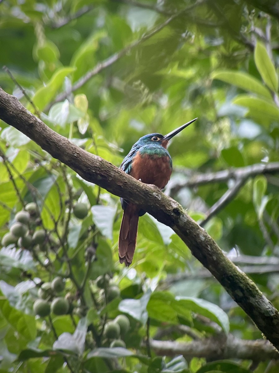 leskovec ekvádorský - ML630325631