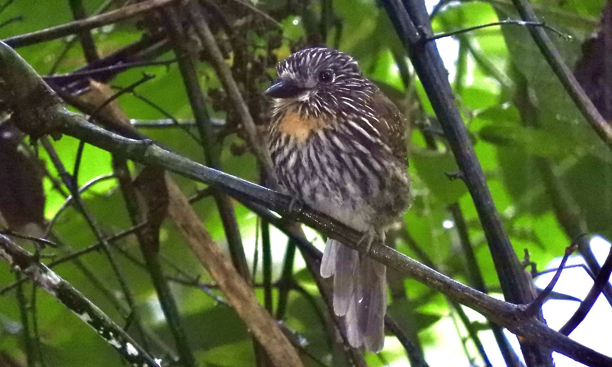 lenivka andská - ML630325658