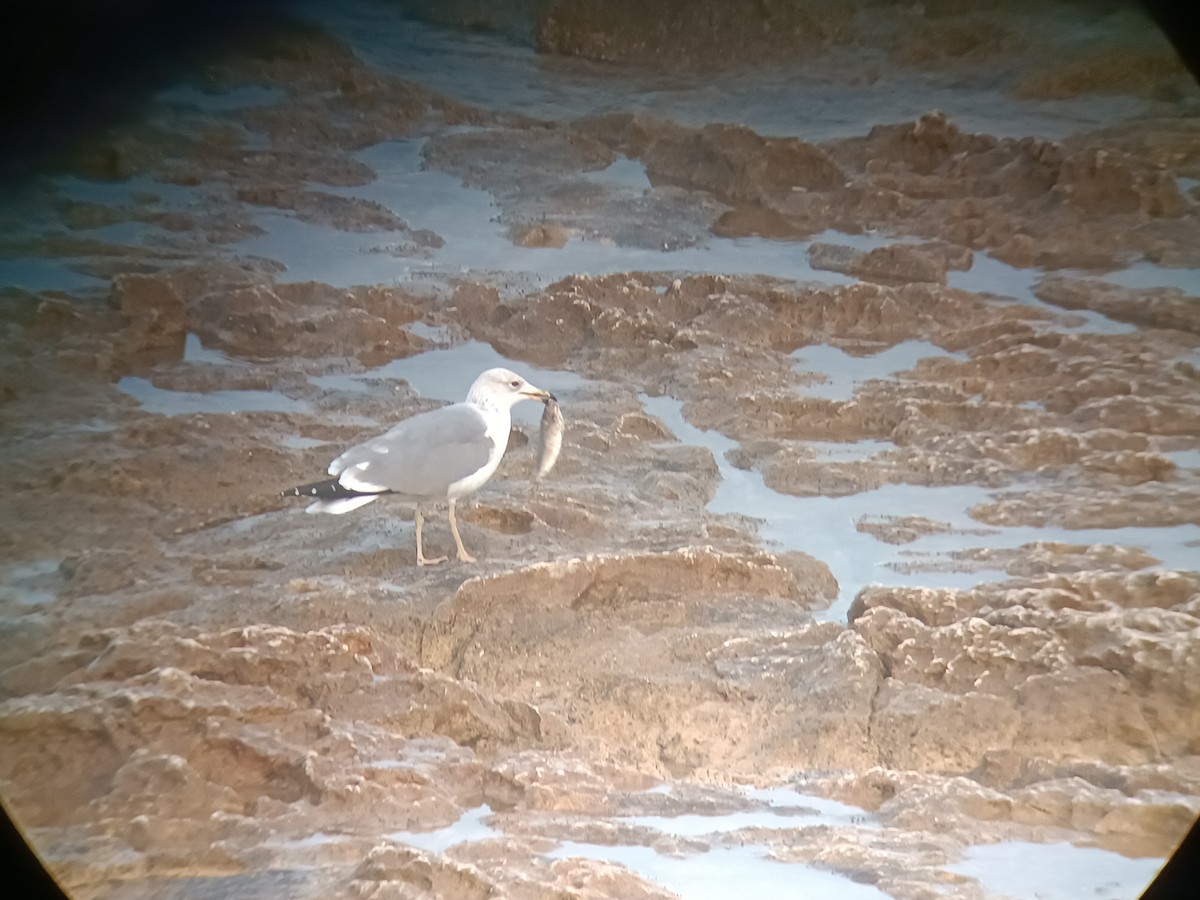 Armenian Gull - ML630325709