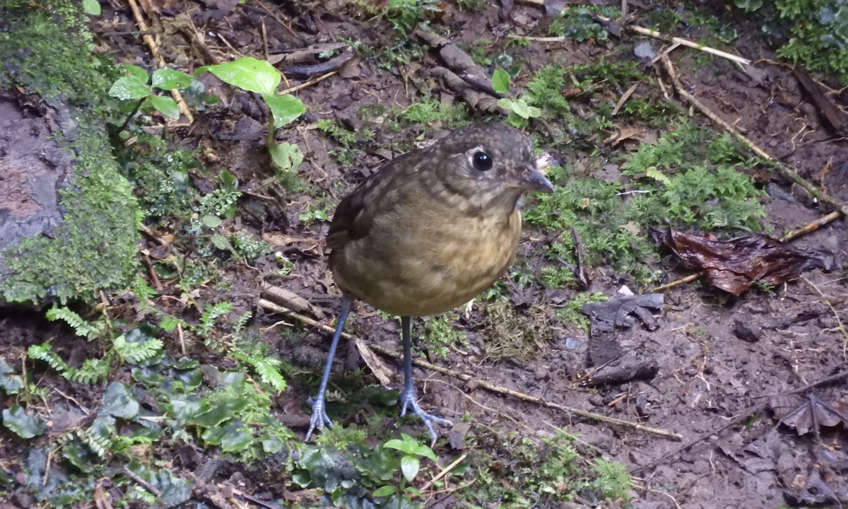 Plain-backed Antpitta - ML630325786