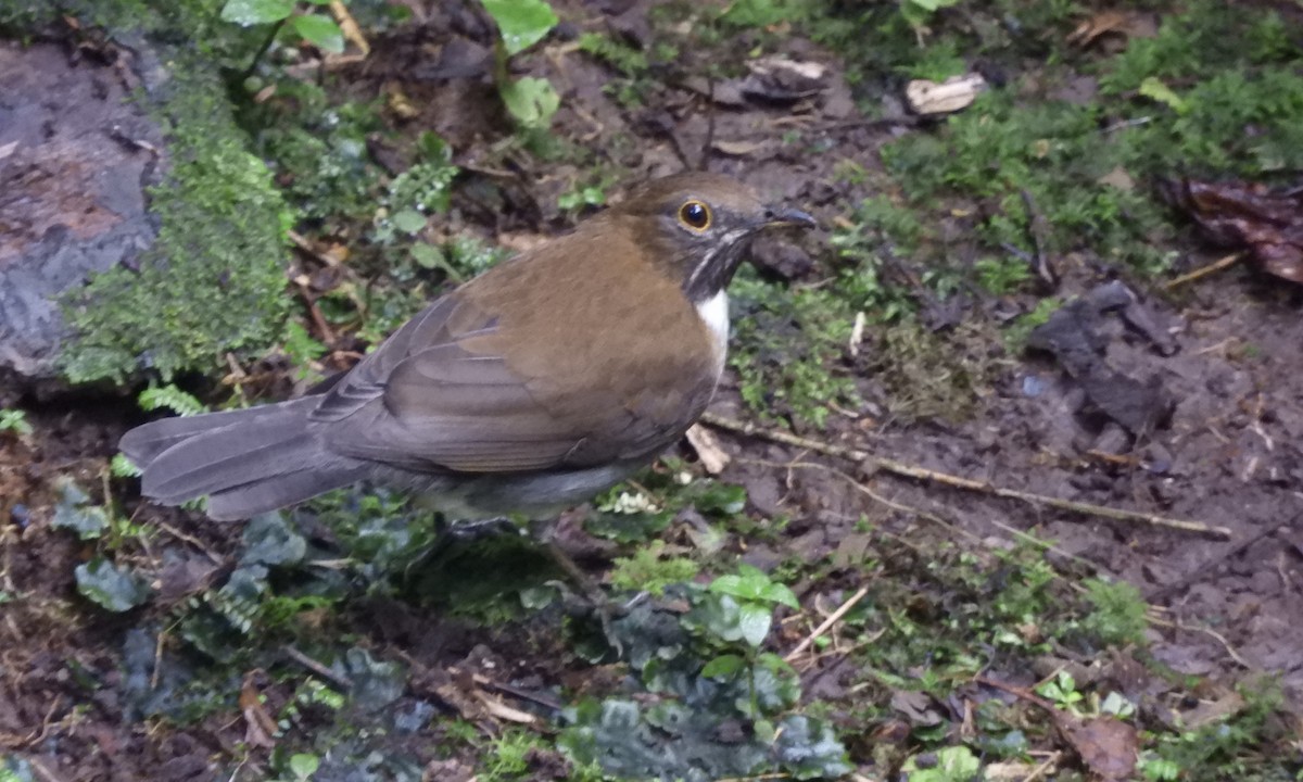 drozd bělohrdlý - ML630325796