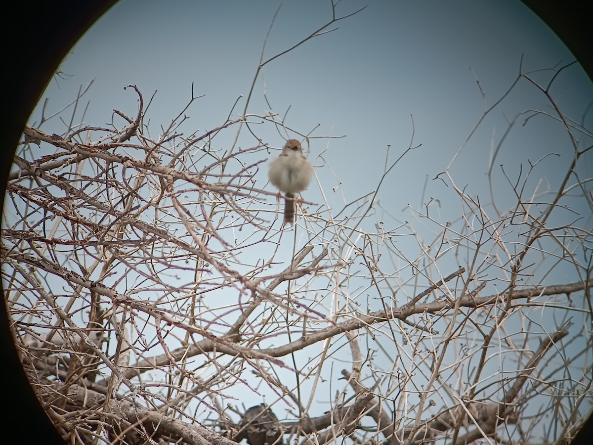 Graceful Prinia - ML630325824