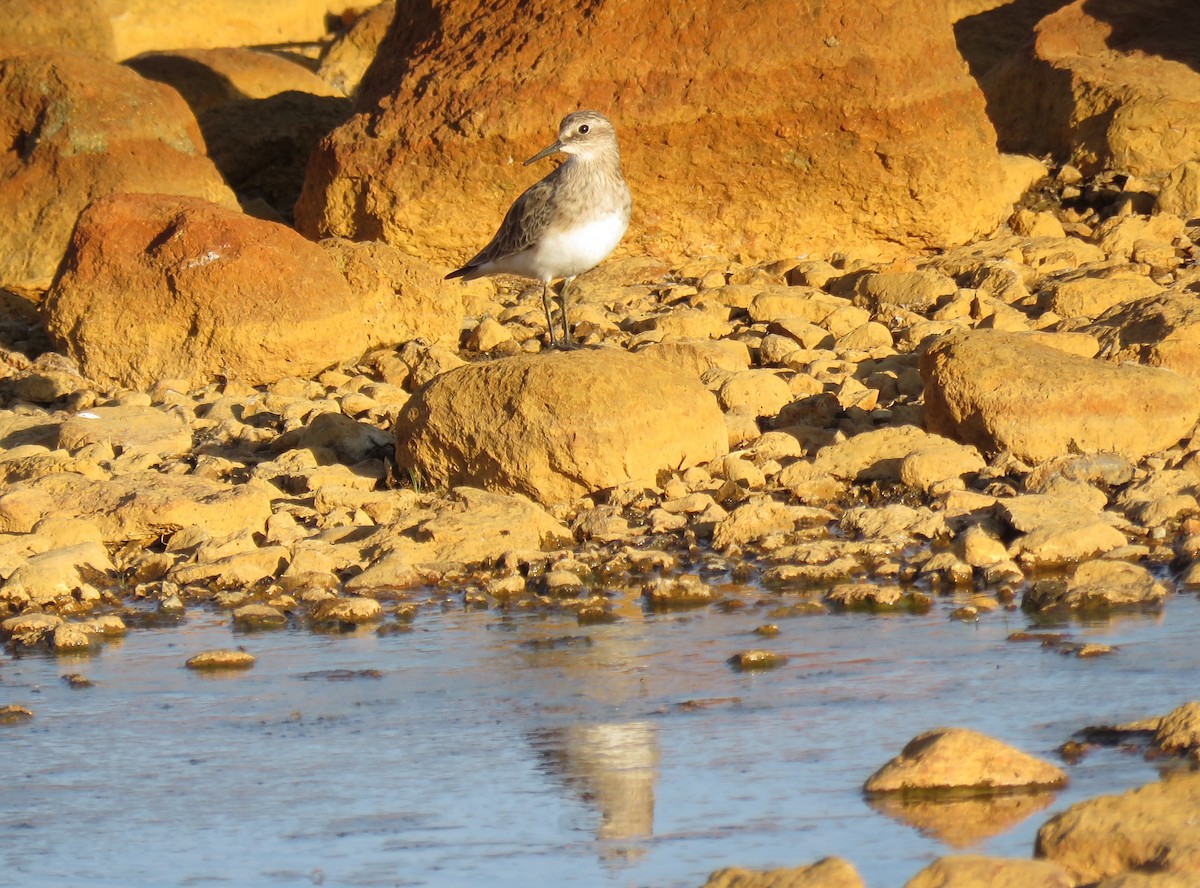 Baird's Sandpiper - ML630325835