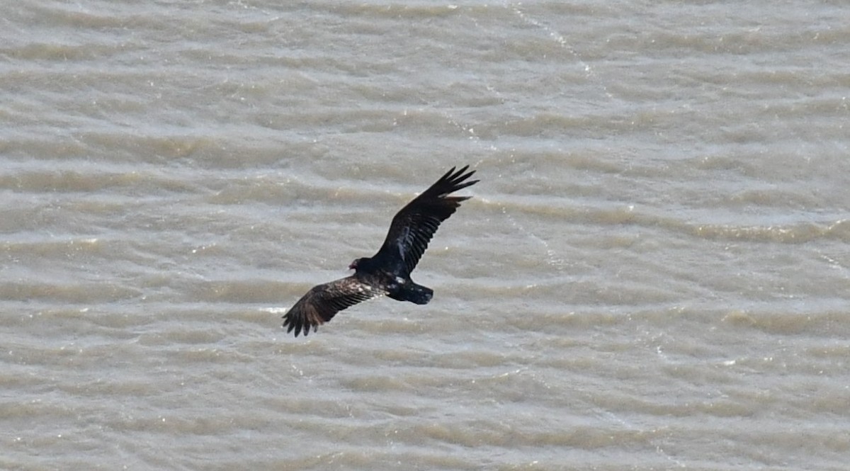 Turkey Vulture - ML630325887