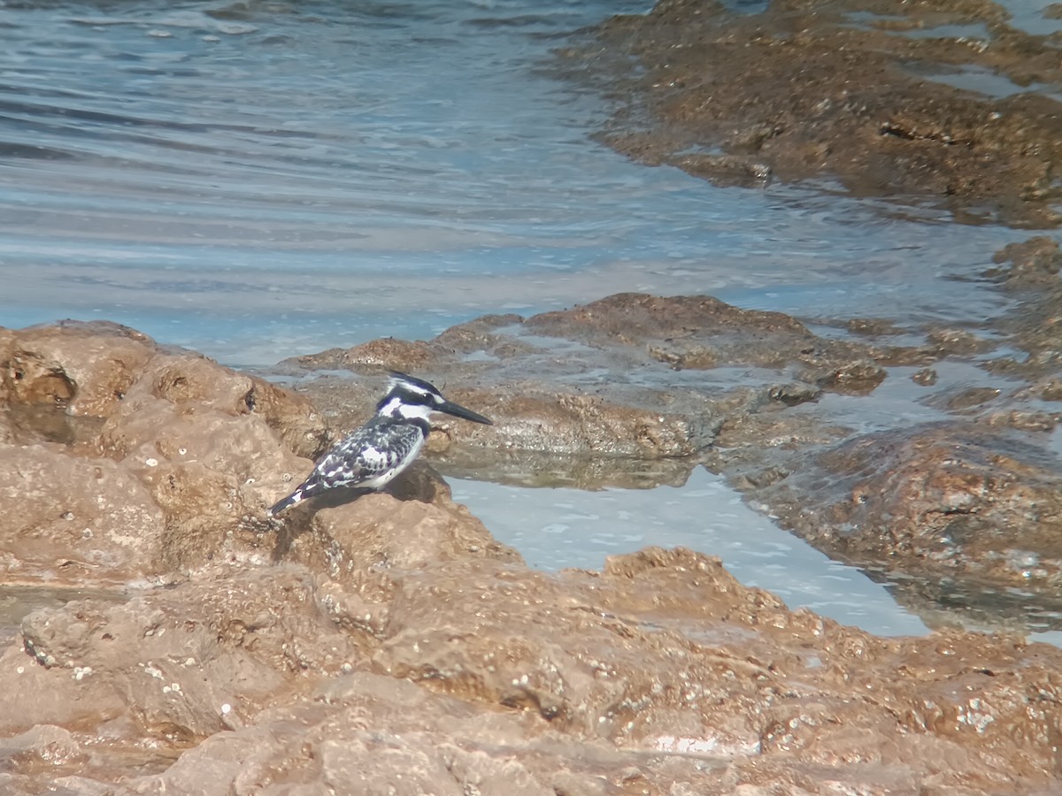 Pied Kingfisher - ML630325940