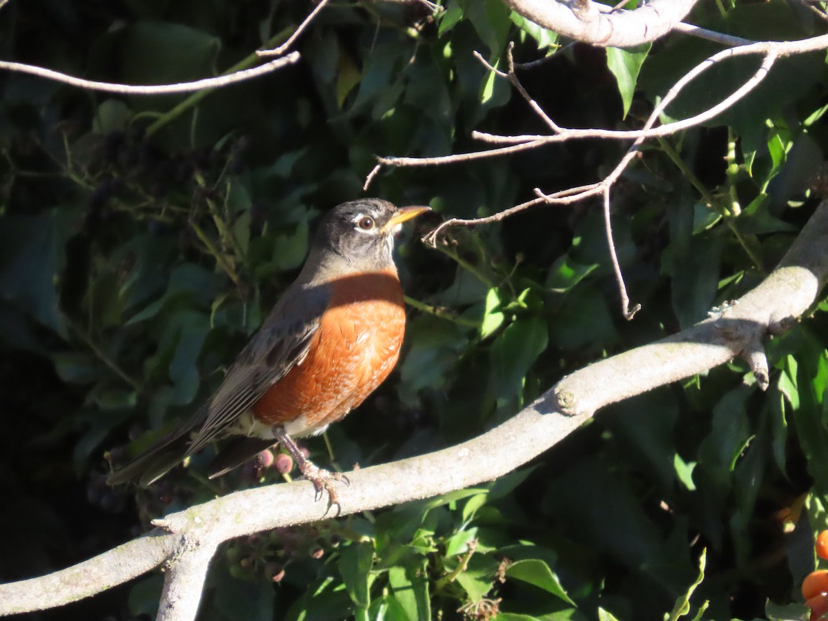 American Robin - ML630325973