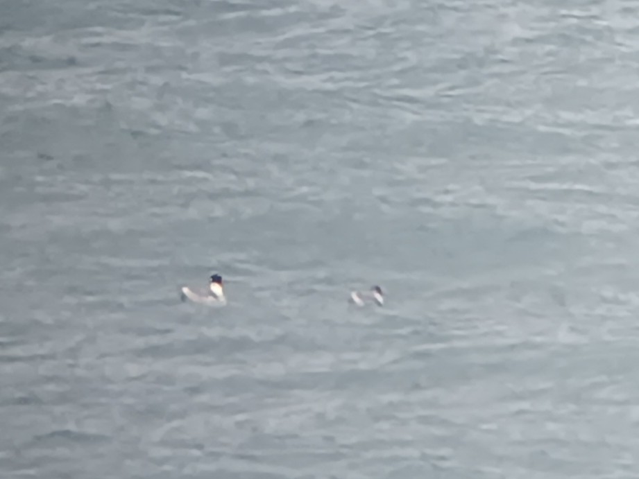 Pallas's Gull - ML630325998