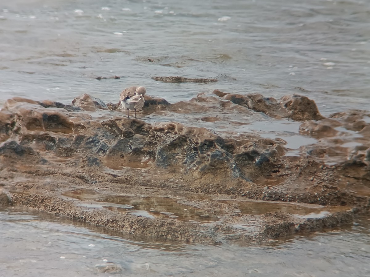 Greater Sand-Plover - ML630326148