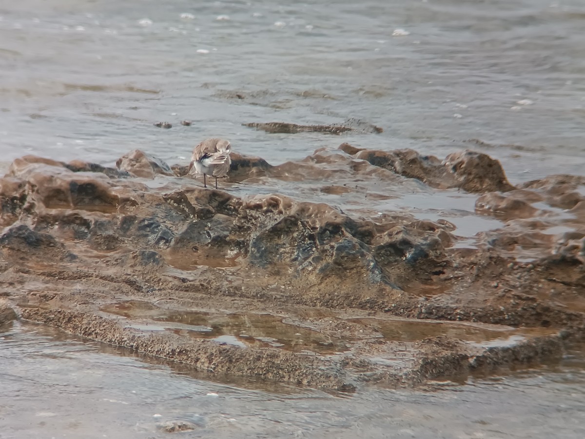 Greater Sand-Plover - ML630326149