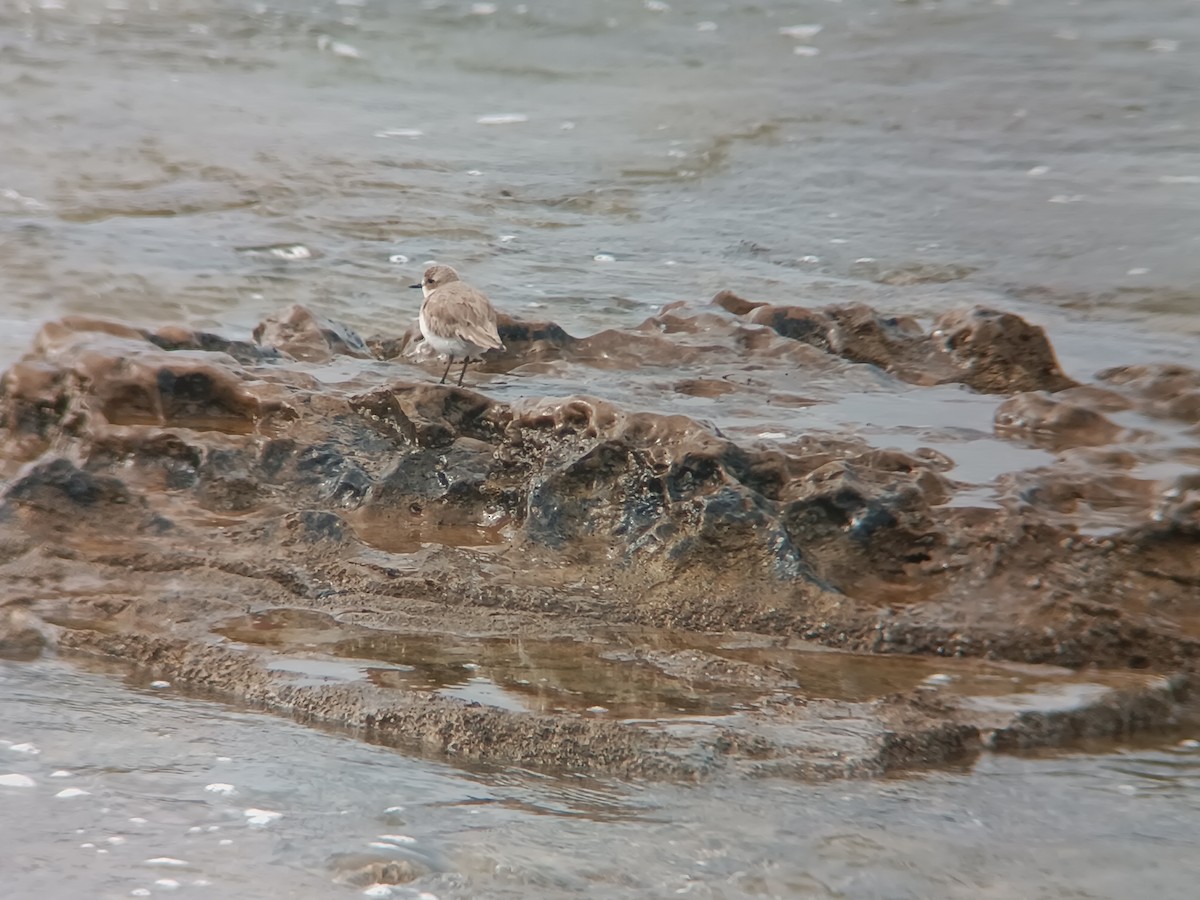 Greater Sand-Plover - ML630326150