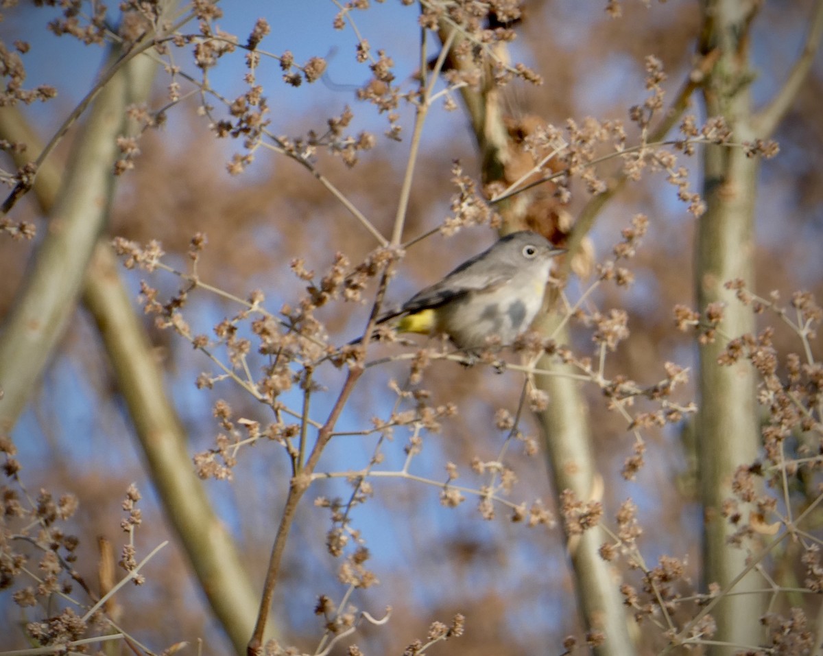 Virginia's Warbler - ML630326622