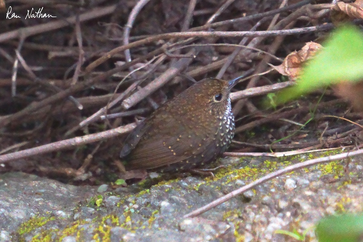 Scaly-breasted Cupwing (Himalayan) - ML630326709