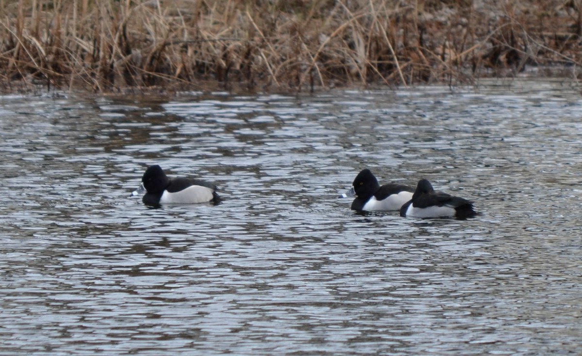 Ring-necked Duck - ML630326713