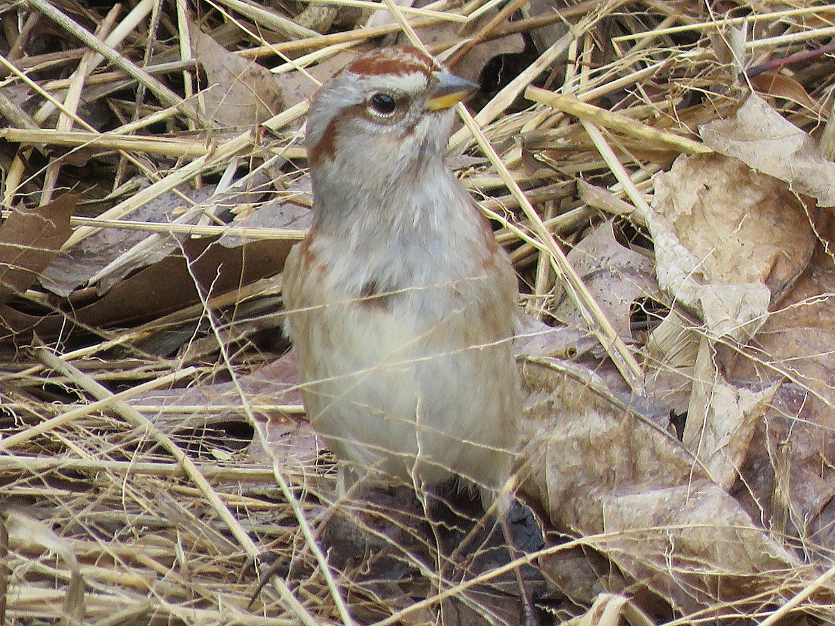 strnádka pokřovní - ML630326791