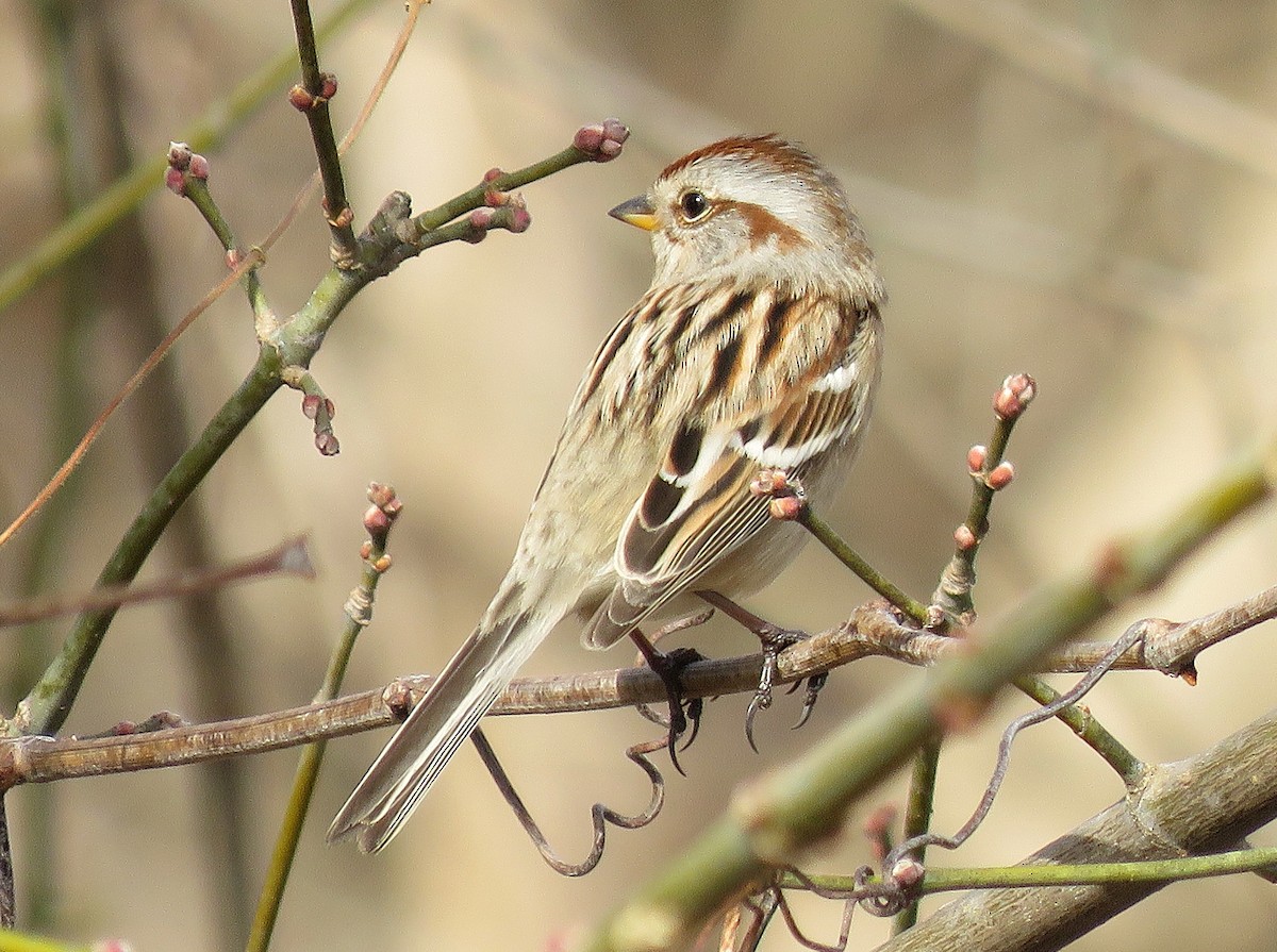 strnádka pokřovní - ML630326809