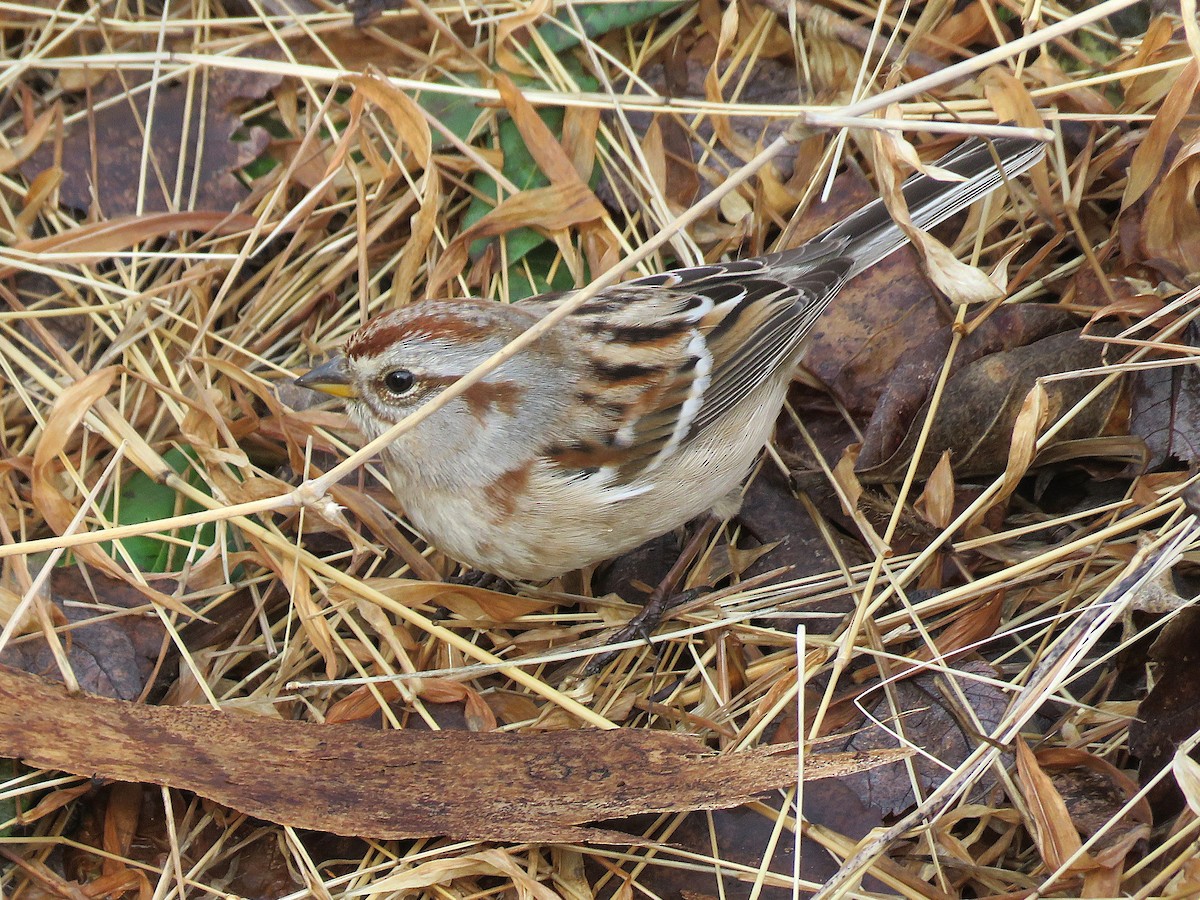 strnádka pokřovní - ML630326811