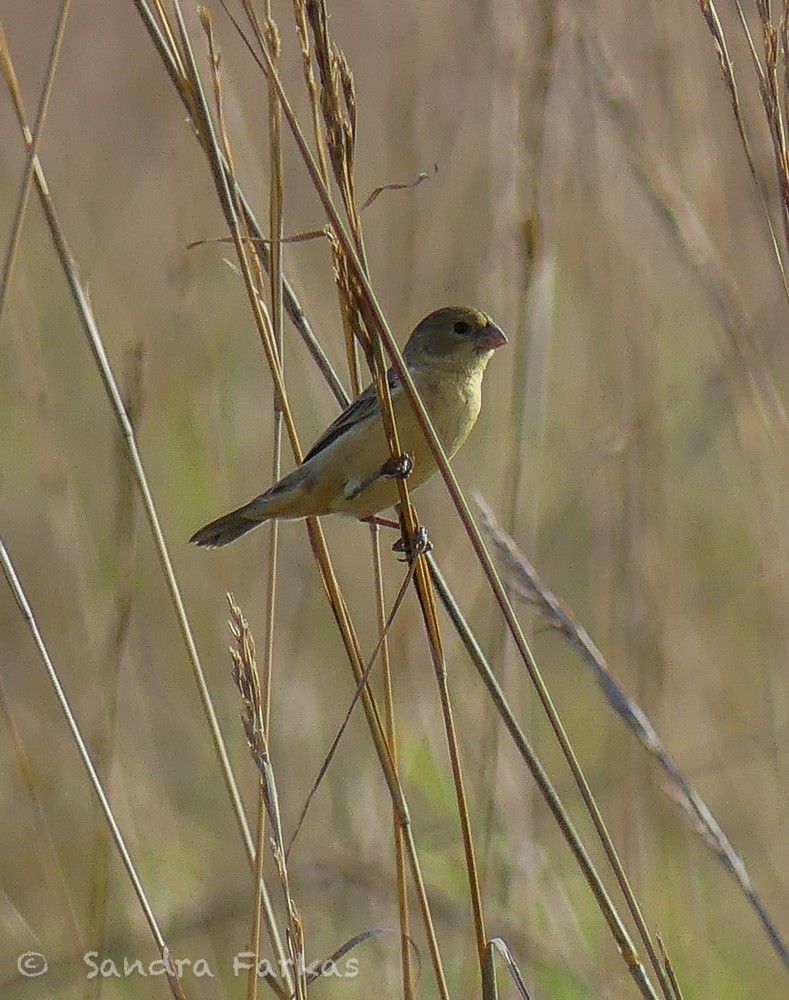Tawny-bellied Seedeater - ML630327121