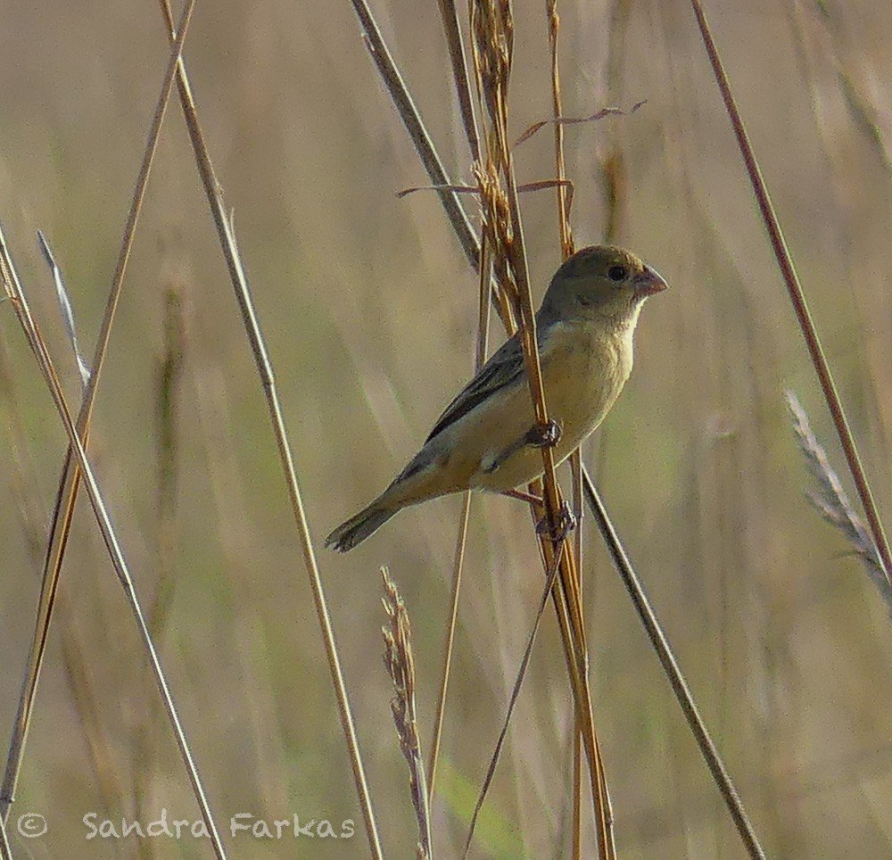 Tawny-bellied Seedeater - ML630327122