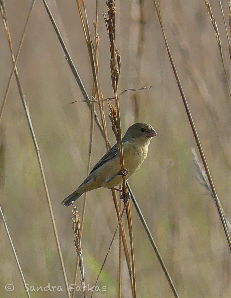 Tawny-bellied Seedeater - ML630327123