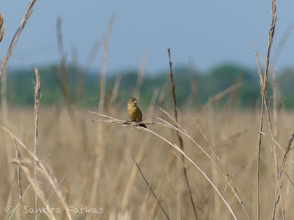Tawny-bellied Seedeater - ML630327189