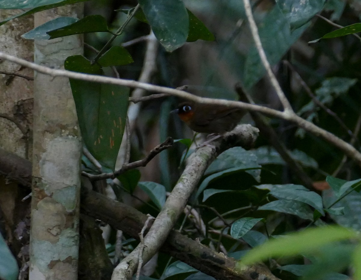 Rufous-throated Antbird - ML630327268