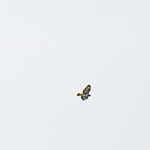 Buse variable - ML630327999