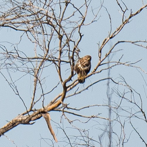 Buse variable - ML630328000