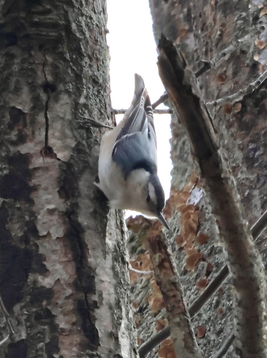 White-breasted Nuthatch - ML630328063