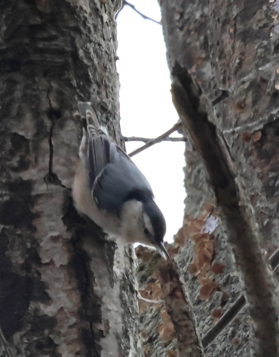 White-breasted Nuthatch - ML630328064