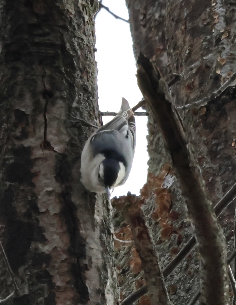 White-breasted Nuthatch - ML630328065