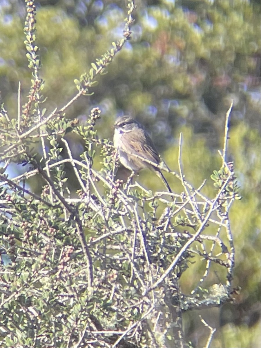 Bell's Sparrow - ML630328105